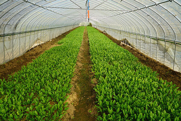 茨城県小美玉市茜農園の野菜栽培の様子