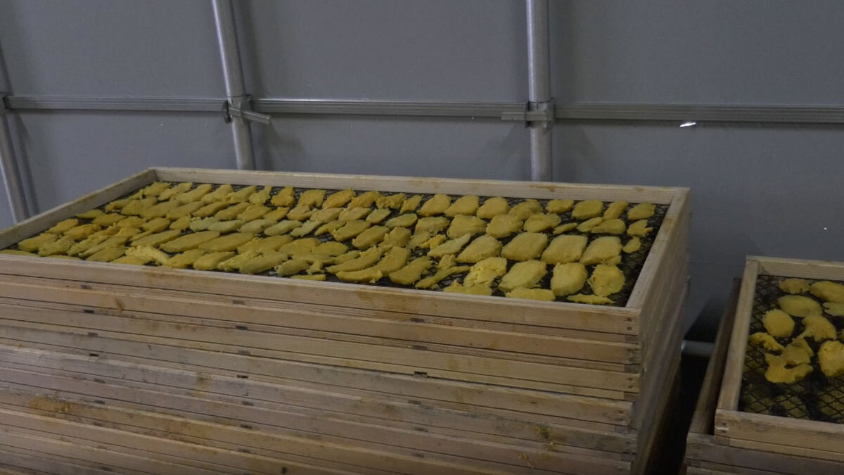 蒸し芋を乾燥させる準備をしている動画：茨城県小美玉市茜農園