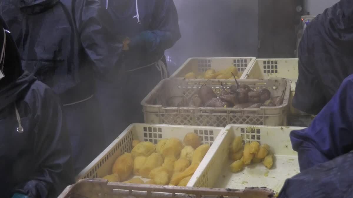 干し芋のためのさつま芋の皮剝きの動画：茨城県小美玉市茜農園
