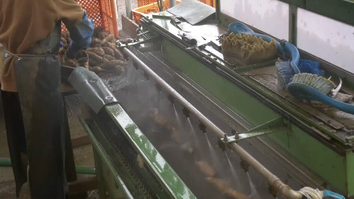 小美玉市茜農園のさつま芋の洗浄の紹介動画