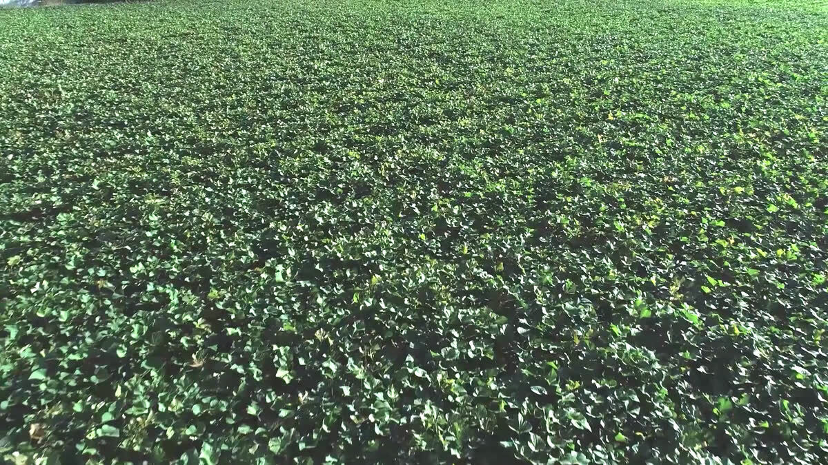 茨城県小美玉市茜農園のさつま芋畑の空撮動画